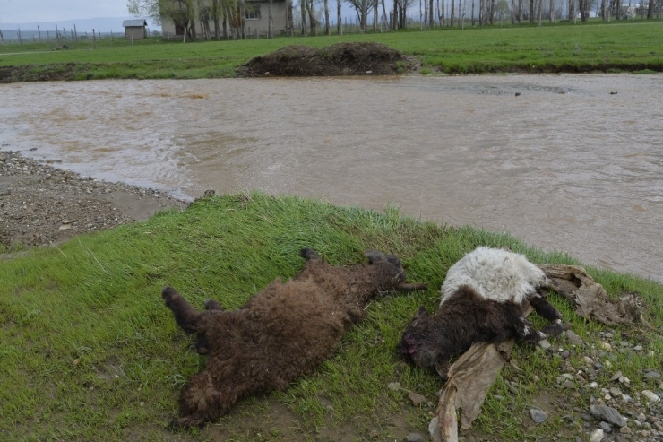 Muş’ta 83 Küçük Ve 1 Büyükbaş Hayvan Selde Telef Oldu