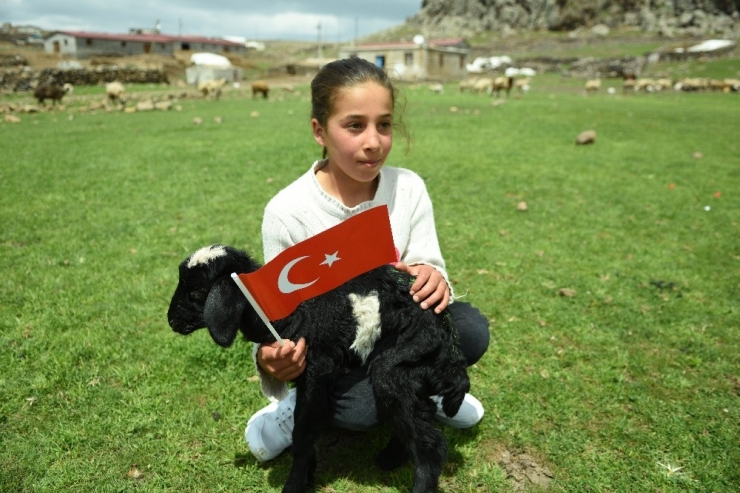 23 Nisan Doğumlu Küçük Kızın Doğum Günü Koyunları Atlatırken Kutlandı