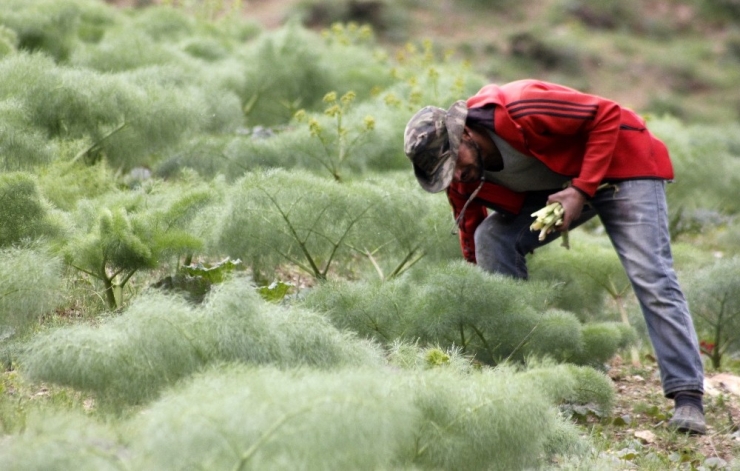 Şifa Kaynağı Işkın Tezgahlardaki Yerini Aldı