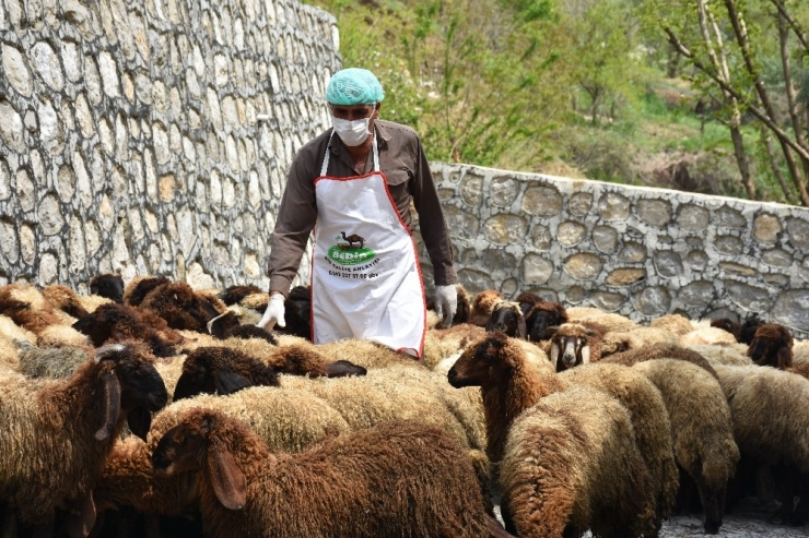 Şırnak’ta İhtiyaç Sahibi Ailelere 8 Ton Et Dağıtılacak