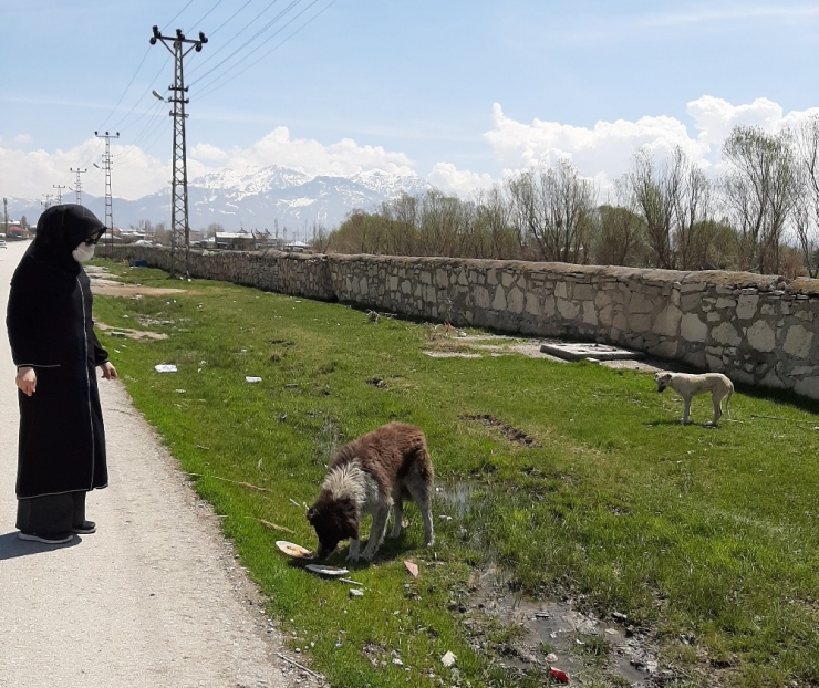 Kur’an Kursu Öğreticisinden Sokak Hayvanlarına Destek