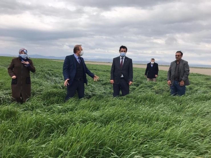 Yem Bitkisi Sütotu Elif Aksaray’da Tuttu