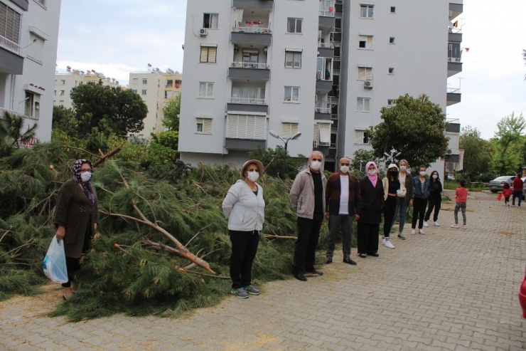 Antalya’da Sitede Ağaç Kesim Gerginliği