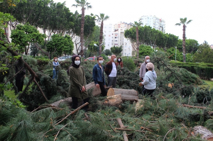 Antalya’da Sitede Ağaç Kesim Gerginliği