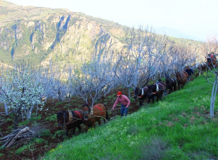 Aydın’da Üretim Seferberliği: Bölgedeki Tüm Atlar Sabana Koşuldu
