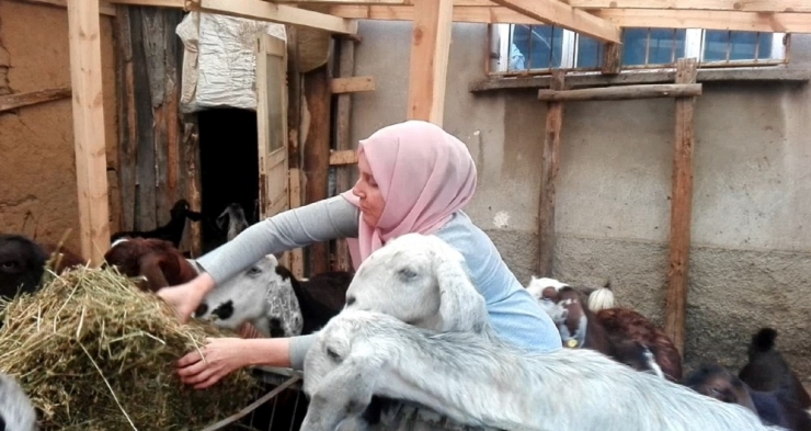 Borç Para İle Başladığı Keçi Üretimini Bir Yılda Dörde Katladı