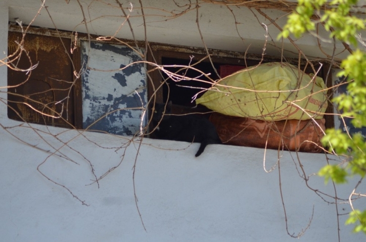 Çatıda Mahsur Kalan Kedi Kurtarıldı