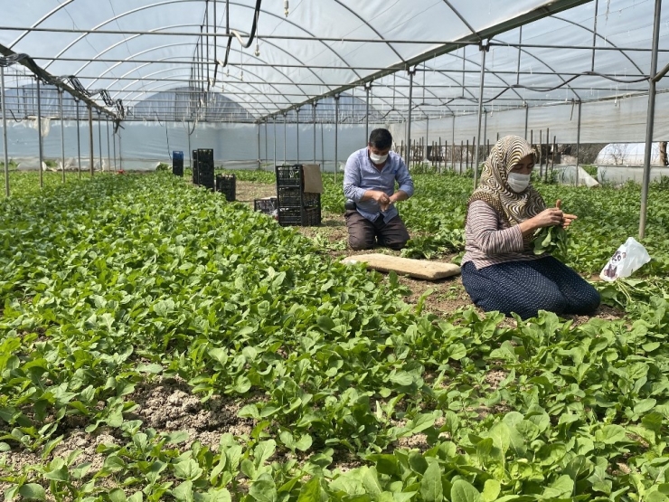Korona Sürecinde Sarıcakaya’da Sebze İhracatı Devam Ediyor