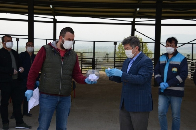 Gediz’de 70 Adet Damızlık Teke Dağıtıldı