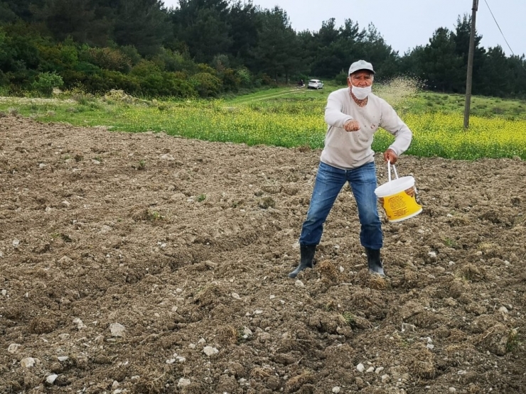 Aliağa’da Susam Çeşitleri Analiz Sonrasında Toprakla Buluştu