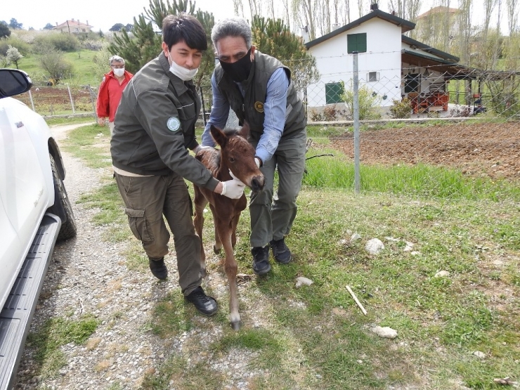 Annesinin Terk Ettiği Yılkı Tayına Milli Park Görevlileri Sahip Çıktı