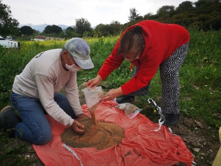 Aliağa’da Susam Çeşitleri Analiz Sonrasında Toprakla Buluştu