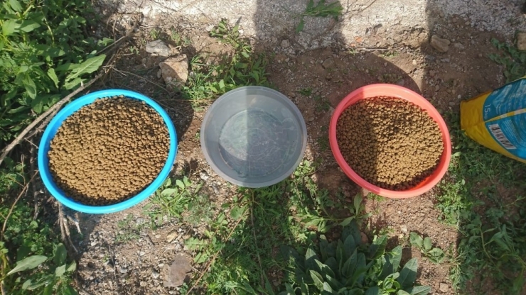 Oğuzlar’da Sokak Hayvanları İçin Doğaya Yem Bırakıldı