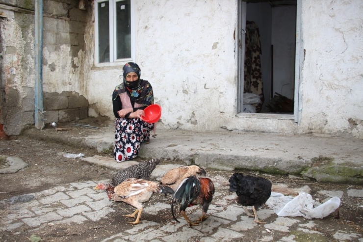 Ahırına Giren Vaşağın 19 Tavuğunu Telef Ettiği Kadın, Yeni Tavuklarına Kavuşacak