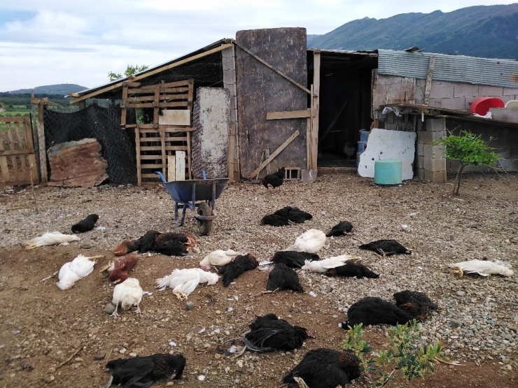Köpekler, 120 Tavuğu Telef Etti