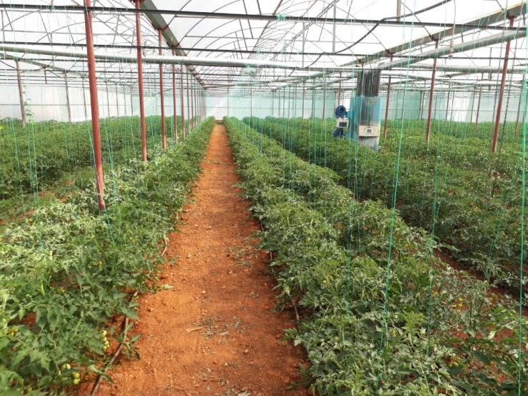 Yüzde Yüz Yerli Ve Milli Tohumlardan Hasat Edilen Mahsuller Reyonlarda