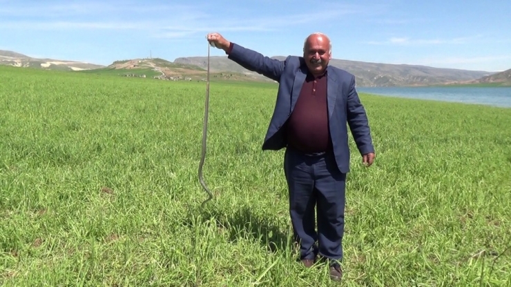 Eliyle Yakaladığı Yılanla Fotoğraf Çektirdi
