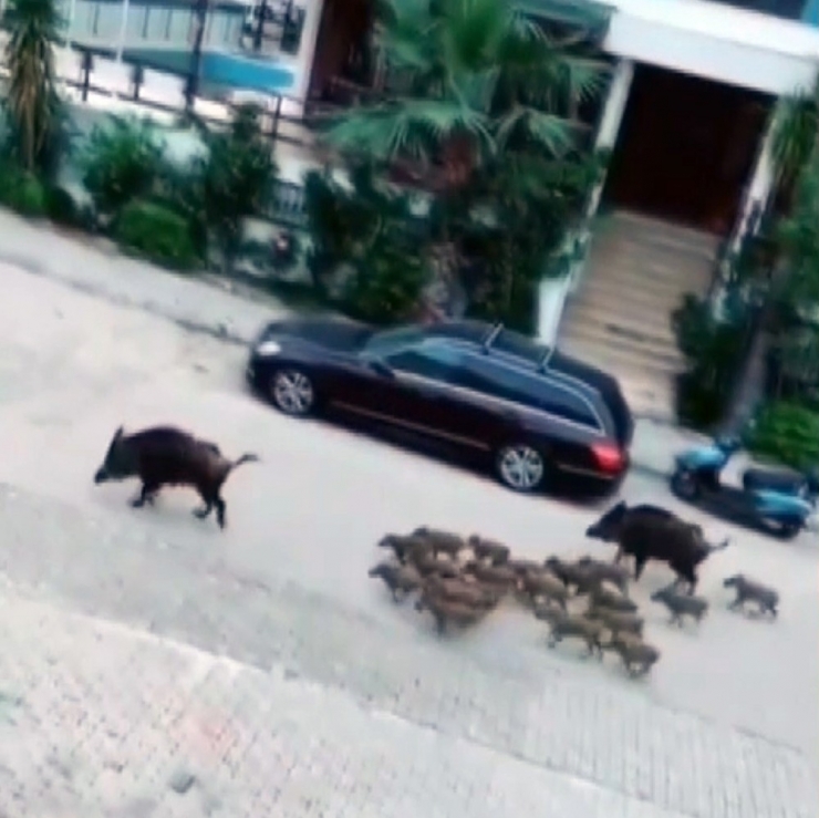 Ünlü Turizm Beldesinde Domuzlar Caddelerde Geziyor