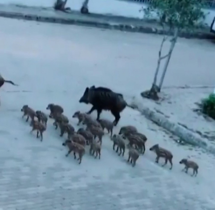 Ünlü Turizm Beldesinde Domuzlar Caddelerde Geziyor