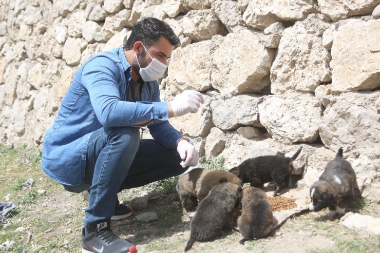 Sokağa Çıkma Kısıtlamasında Aç Kalan Hayvanlar İçin Seferber Oldular