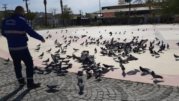 Ayvalık’ta Sokak Hayvanlarına 3 Ton Mama Dağıtıldı