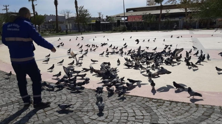 Cunda’nın Sembollerinden Kediler Ve Sokak Hayvanları Unutulmadı