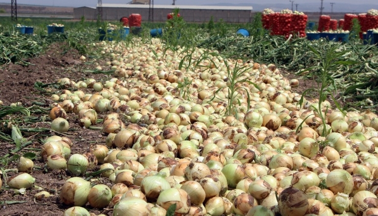 Hatay’da Turfanda Soğan Hasadı Başladı