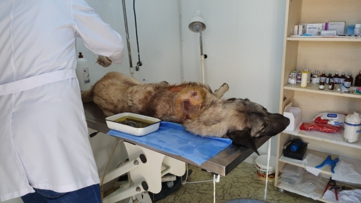 Köpeğini Vurdu, Hayvanseverler Kurtardı