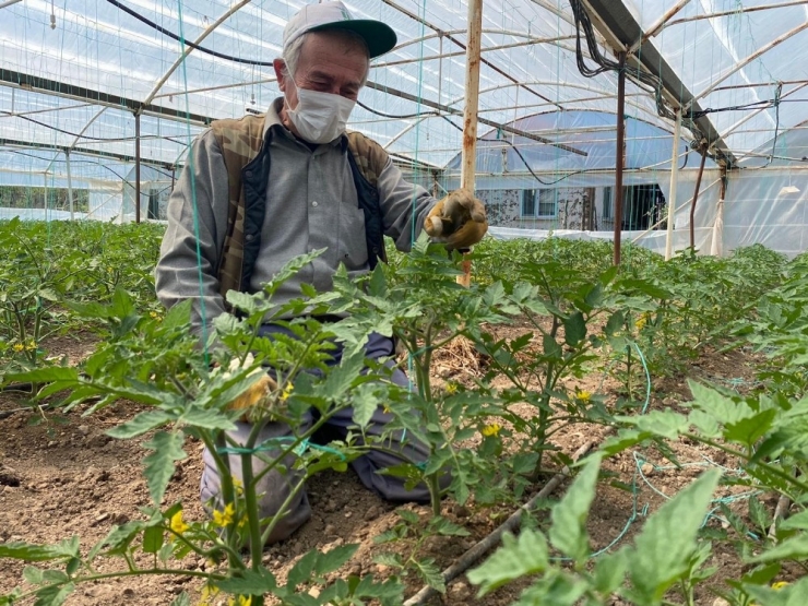 Sarıcakaya’da Domatesler Çiçek Açtı