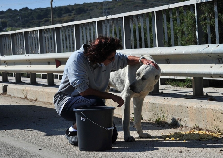 Çeşme’deki Sokak Hayvanları Kısıtlama Günlerinde Aç Kalmıyor
