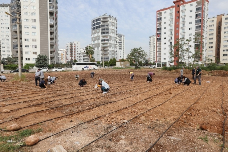 Mezitli’de Mısır Üretimi Başladı