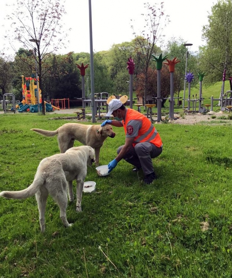 Can Dostlara Osmangazi Şefkati
