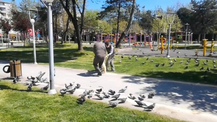Sokağa Çıkma Kısıtlamasında Sokak Hayvanları Ve Kuşlar Unutulmadı