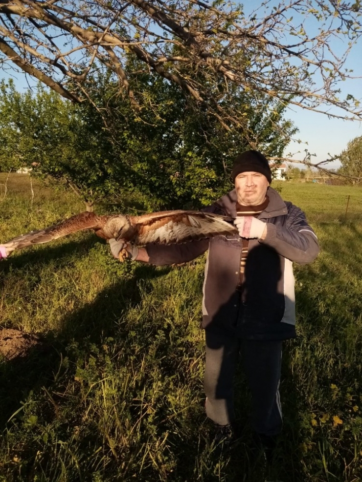 Tarlasına Giderken Gördüğü Yaralı Şahine Sahip Çıktı