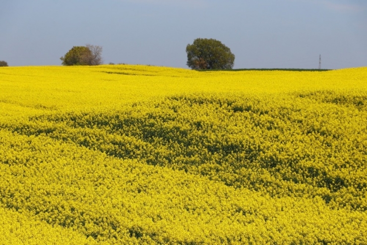Tekirdağ’da Sarı Bahar