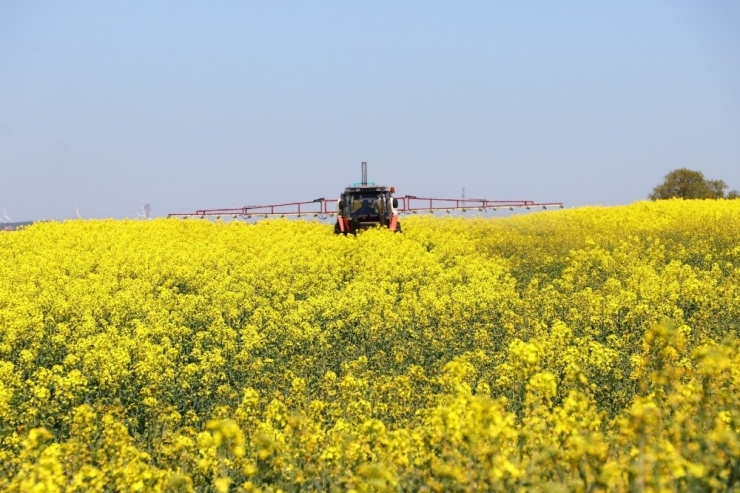 Tekirdağ’da Sarı Bahar