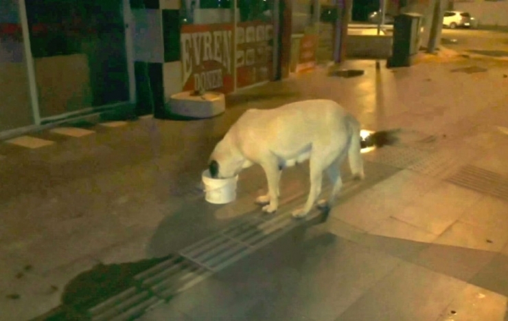 Her Gün Evinin Balkonundan Aşağı Sarkıttığı Kova İle Sokak Hayvanlarını Besliyor