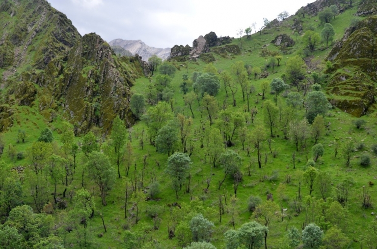 Yeşile Bürünen Beytüşşebap’ta Kartpostallık Görüntüler Oluştu