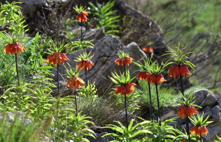 Baharın Müjdecisi Ters Laleler Bitlis’te Açmaya Başladı