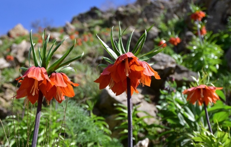 Baharın Müjdecisi Ters Laleler Bitlis’te Açmaya Başladı