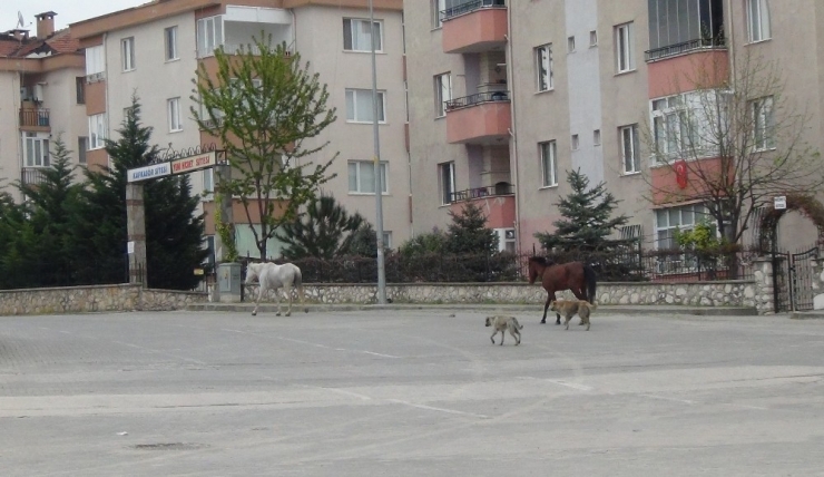 Bursa’da Boş Kalan Cadde Ve Sokaklar Hayvanlara Kaldı