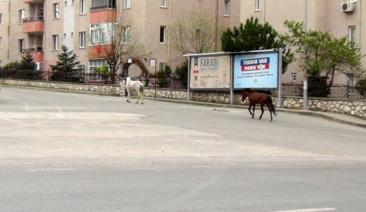 Bursa’da Boş Kalan Cadde Ve Sokaklar Hayvanlara Kaldı