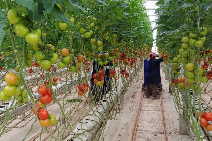 Tarımsal Üretim Kesintisiz Sürüyor