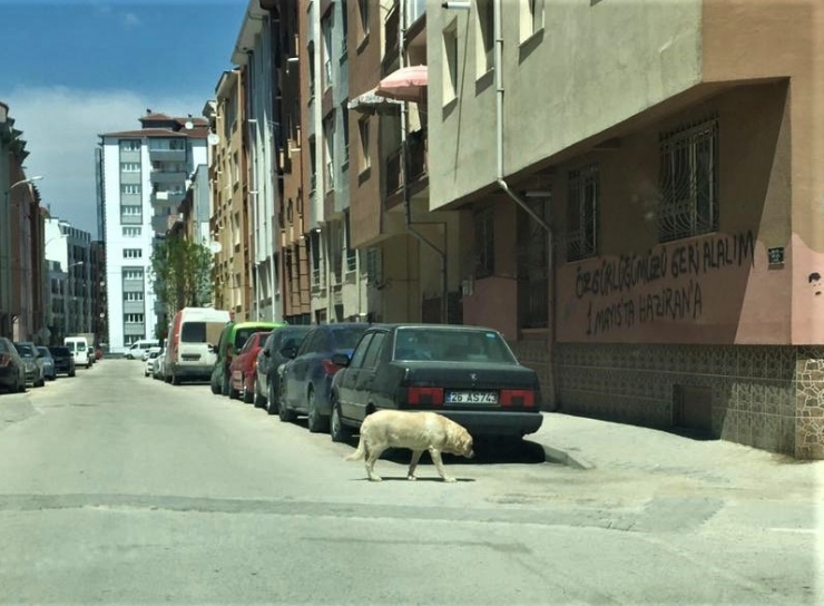 Sokak ’Can Dostlara’ Emanet