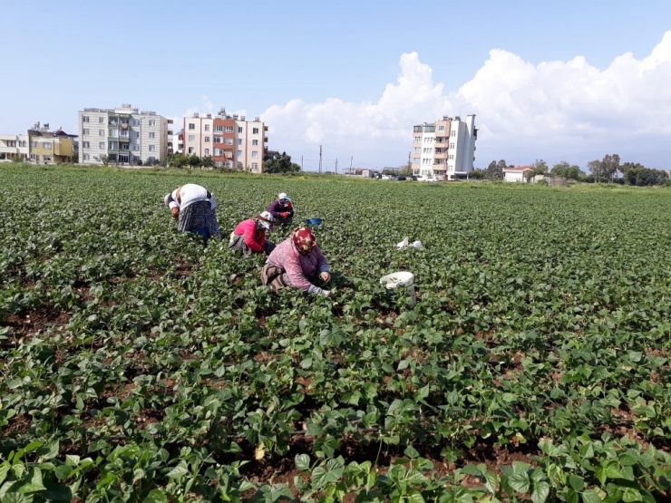 Payas’ta Taze Fasulye Hasadına Başlandı