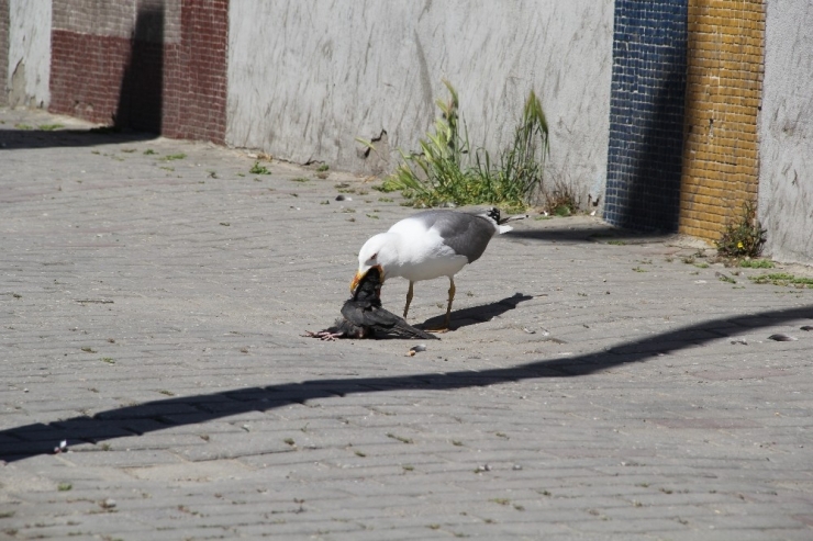 İzmir’in Göbeğinde Belgesellik Görüntüler