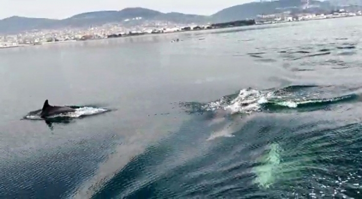 İzmit Körfezi’nde Yunuslar Deniz Yüzeyi Temizleme Aracıyla Yarıştı