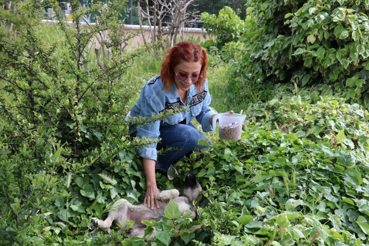 Aç Kalan Sokak Hayvanlarını Beslediler