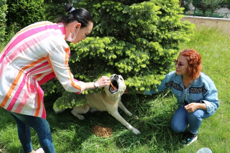 Aç Kalan Sokak Hayvanlarını Beslediler