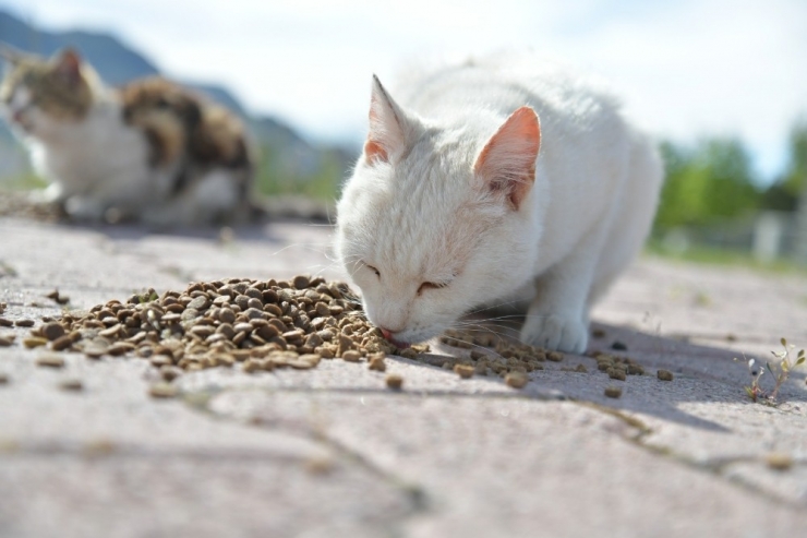 Tarım İl Müdürlüğü Sokak Hayvanlarını Unutmadı